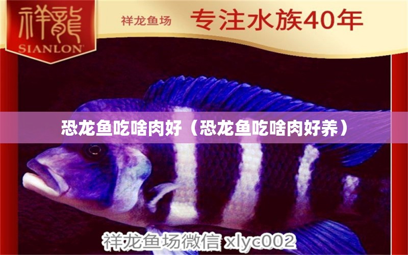 恐龍魚吃啥肉好（恐龍魚吃啥肉好養(yǎng)） 純血皇冠黑白魟魚