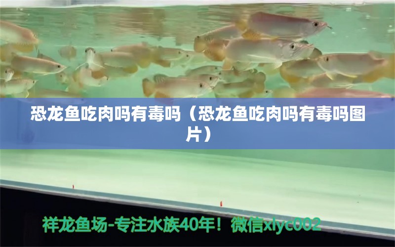 恐龍魚吃肉嗎有毒嗎（恐龍魚吃肉嗎有毒嗎圖片） 祥龍水族醫(yī)院