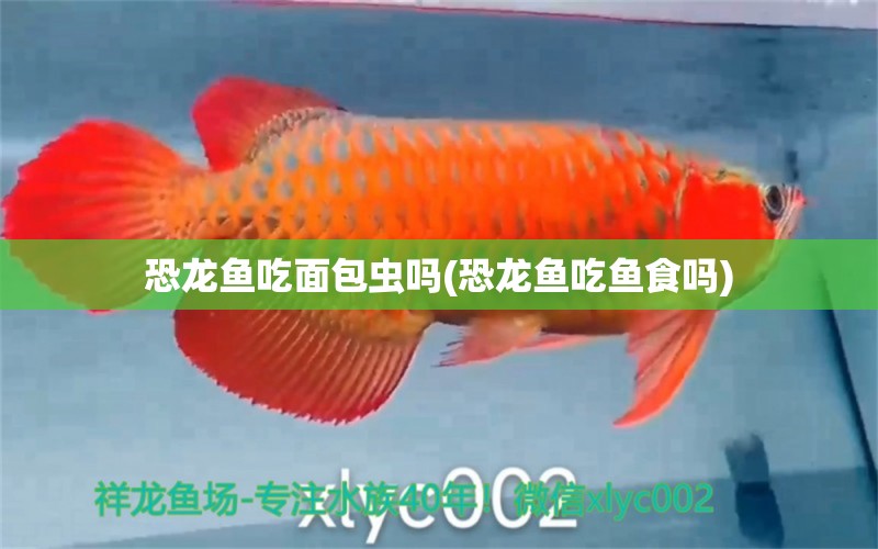 恐龍魚吃面包蟲嗎(恐龍魚吃魚食嗎) 黃金鴨嘴魚