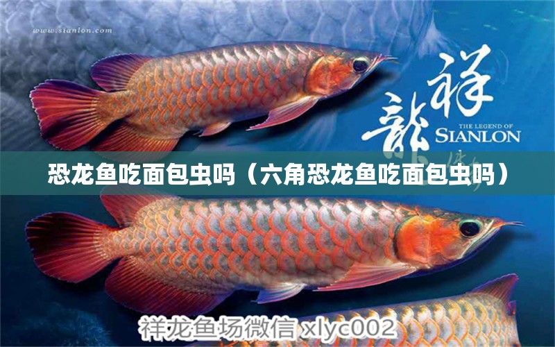 恐龍魚吃面包蟲嗎（六角恐龍魚吃面包蟲嗎）