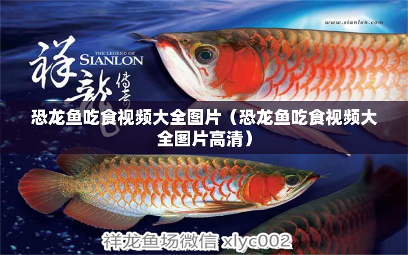 恐龍魚吃食視頻大全圖片（恐龍魚吃食視頻大全圖片高清）