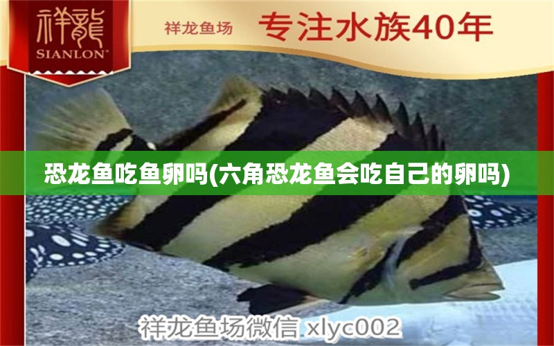 恐龍魚(yú)吃魚(yú)卵嗎(六角恐龍魚(yú)會(huì)吃自己的卵嗎) 朱巴利魚(yú)