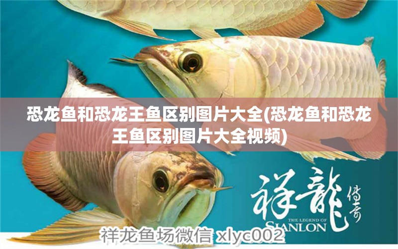 恐龍魚(yú)和恐龍王魚(yú)區(qū)別圖片大全(恐龍魚(yú)和恐龍王魚(yú)區(qū)別圖片大全視頻) 恐龍王魚(yú)