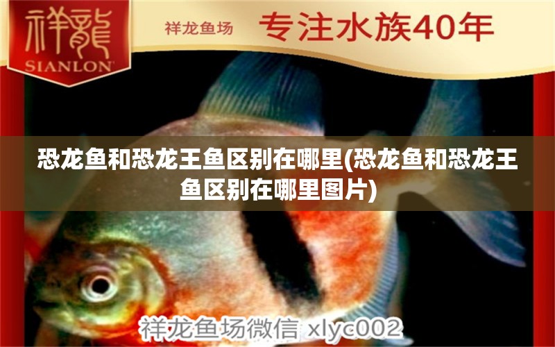 恐龍魚和恐龍王魚區(qū)別在哪里(恐龍魚和恐龍王魚區(qū)別在哪里圖片)