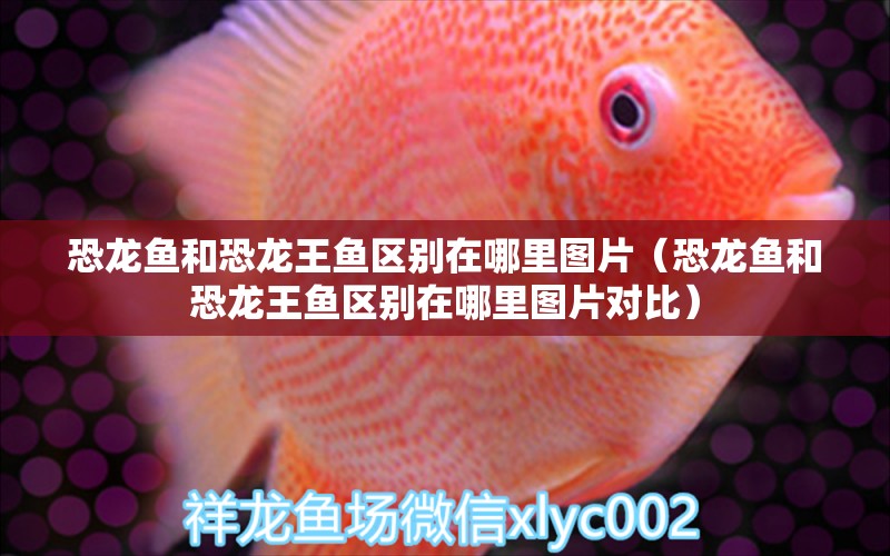 恐龍魚和恐龍王魚區(qū)別在哪里圖片（恐龍魚和恐龍王魚區(qū)別在哪里圖片對比）