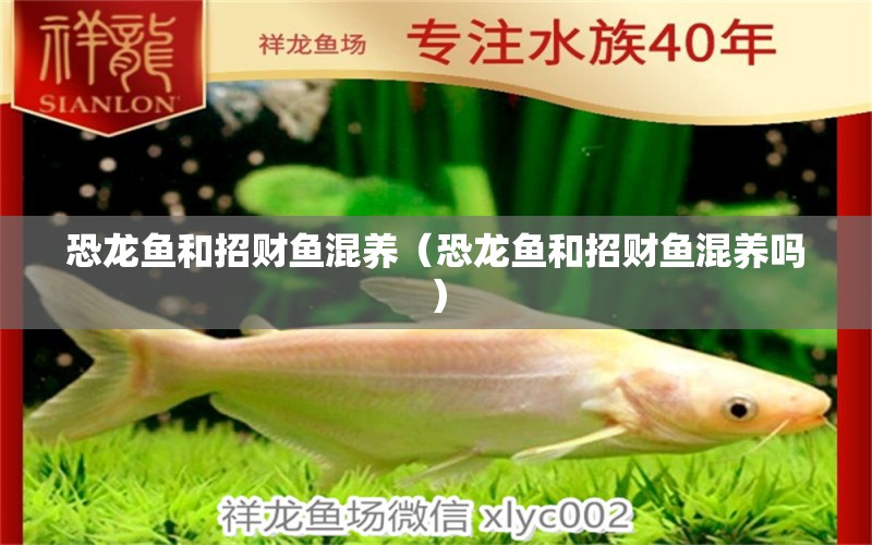 恐龍魚和招財(cái)魚混養(yǎng)（恐龍魚和招財(cái)魚混養(yǎng)嗎） 溫控設(shè)備