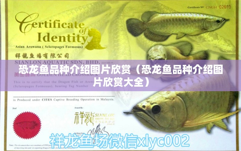 恐龍魚品種介紹圖片欣賞（恐龍魚品種介紹圖片欣賞大全）