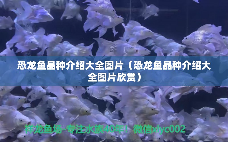 恐龍魚品種介紹大全圖片（恐龍魚品種介紹大全圖片欣賞）