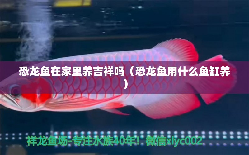 恐龍魚在家里養(yǎng)吉祥嗎（恐龍魚用什么魚缸養(yǎng)） 紅勾銀版魚