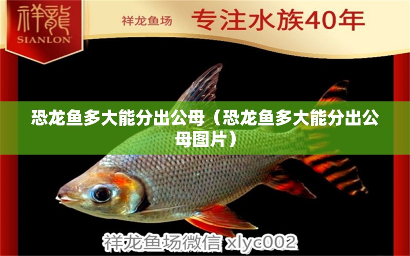 恐龍魚多大能分出公母（恐龍魚多大能分出公母圖片）