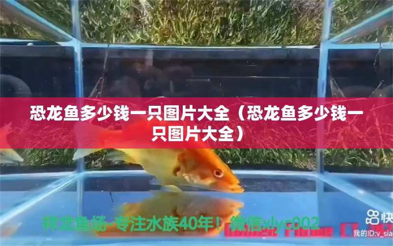 恐龍魚多少錢一只圖片大全（恐龍魚多少錢一只圖片大全） 黑影道人魚