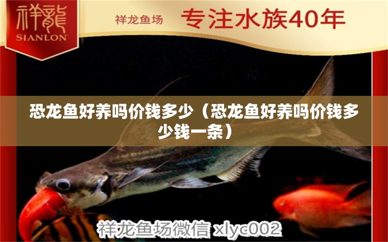 恐龍魚好養(yǎng)嗎價錢多少（恐龍魚好養(yǎng)嗎價錢多少錢一條） 廣州龍魚批發(fā)市場