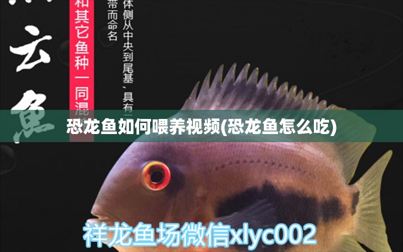 恐龍魚如何喂養(yǎng)視頻(恐龍魚怎么吃) 朱巴利魚