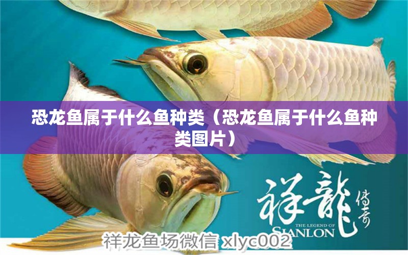 恐龍魚屬于什么魚種類（恐龍魚屬于什么魚種類圖片） 祥龍水族醫(yī)院