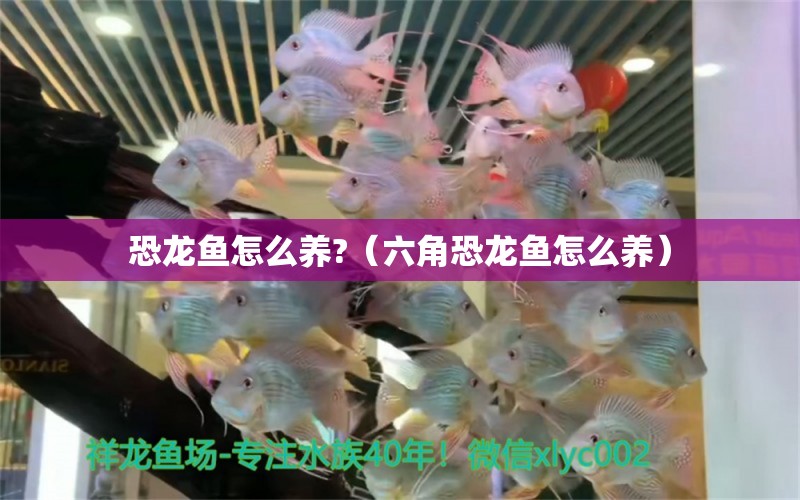 恐龍魚怎么養(yǎng)?（六角恐龍魚怎么養(yǎng)）