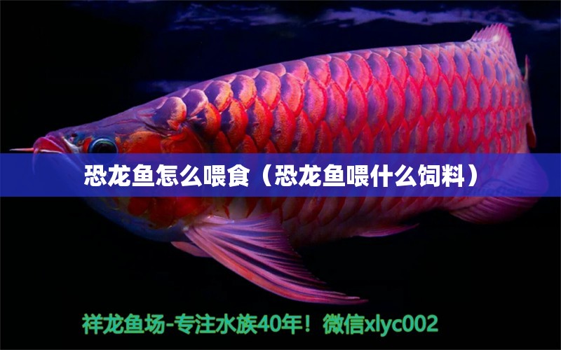 恐龍魚怎么喂食（恐龍魚喂什么飼料） 刀魚魚