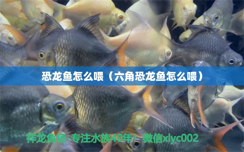 恐龍魚怎么喂（六角恐龍魚怎么喂） 狗仔招財(cái)貓魚