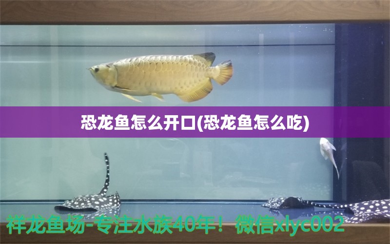 恐龍魚怎么開口(恐龍魚怎么吃)