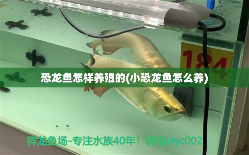 恐龍魚怎樣養(yǎng)殖的(小恐龍魚怎么養(yǎng)) 廣州祥龍國際水族貿(mào)易 第1張