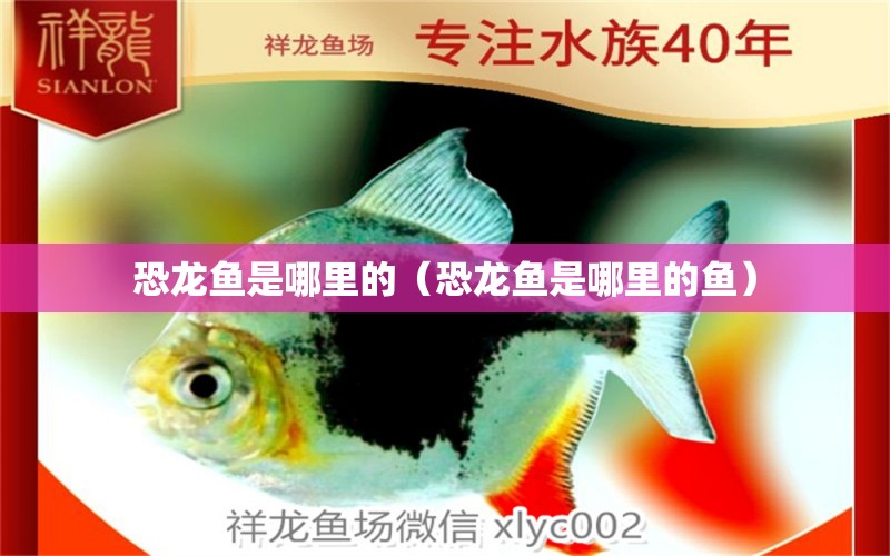 恐龍魚是哪里的（恐龍魚是哪里的魚） 祥龍水族醫(yī)院