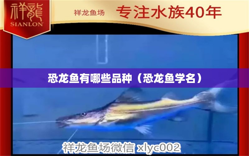 恐龍魚有哪些品種（恐龍魚學名）