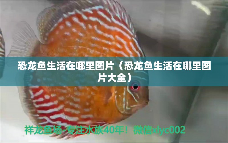 恐龍魚(yú)生活在哪里圖片（恐龍魚(yú)生活在哪里圖片大全） 祥龍魚(yú)場(chǎng)