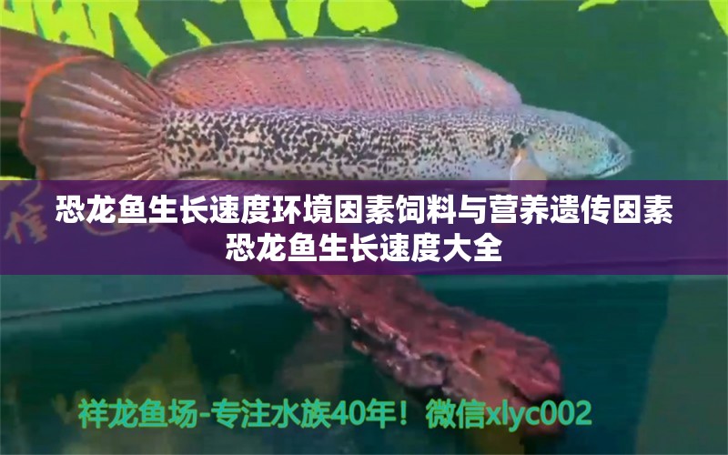 恐龍魚生長速度環(huán)境因素飼料與營養(yǎng)遺傳因素恐龍魚生長速度大全