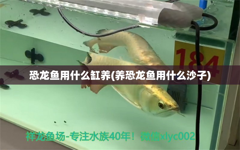 恐龍魚(yú)用什么缸養(yǎng)(養(yǎng)恐龍魚(yú)用什么沙子)