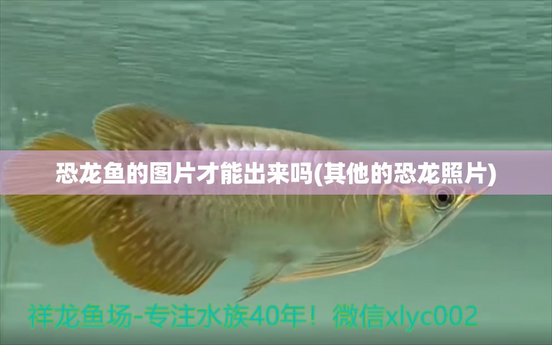 恐龍魚的圖片才能出來嗎(其他的恐龍照片) 黑白雙星魚 第1張