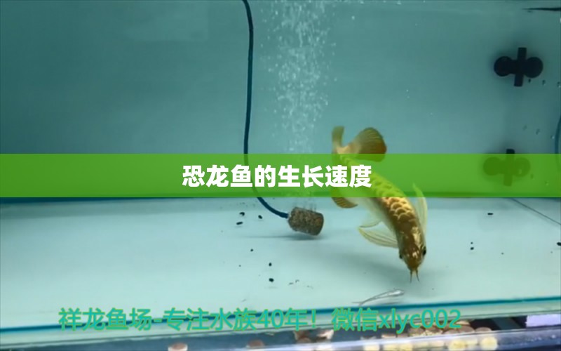 恐龍魚的生長速度 