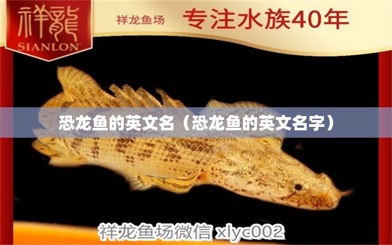 恐龍魚的英文名（恐龍魚的英文名字） 祥龍水族醫(yī)院