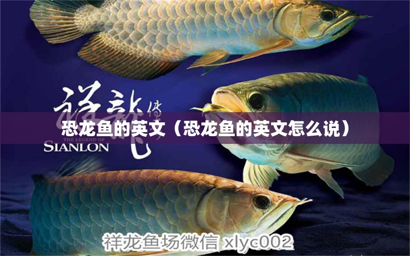 恐龍魚(yú)的英文（恐龍魚(yú)的英文怎么說(shuō)） 黃金眼鏡蛇雷龍魚(yú)