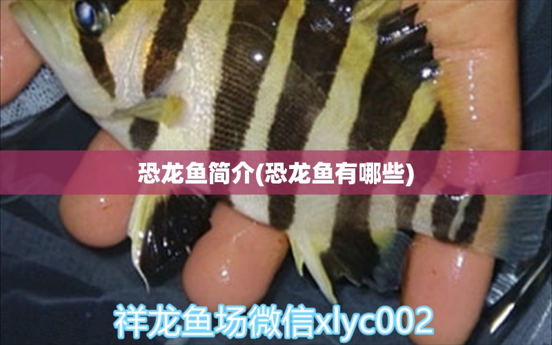 恐龍魚簡介(恐龍魚有哪些) 黃金貓魚