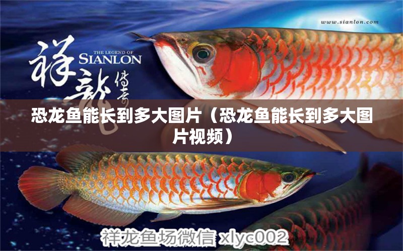 恐龍魚能長到多大圖片（恐龍魚能長到多大圖片視頻）