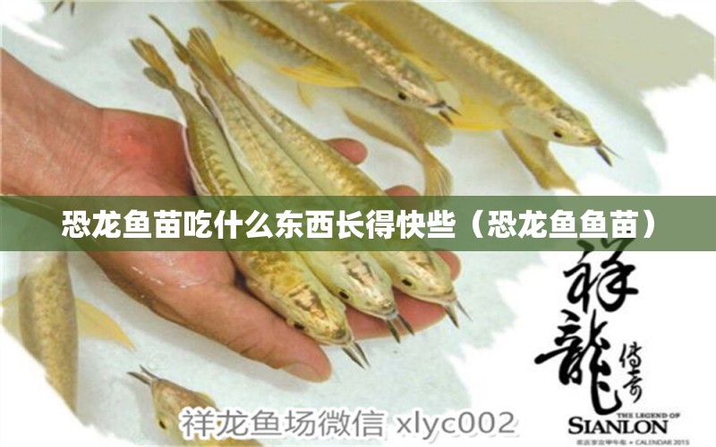 恐龍魚(yú)苗吃什么東西長(zhǎng)得快些（恐龍魚(yú)魚(yú)苗）