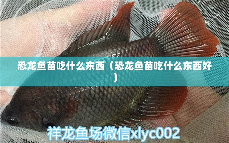 恐龍魚苗吃什么東西（恐龍魚苗吃什么東西好） 斑馬狗頭魚