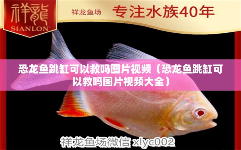 恐龍魚跳缸可以救嗎圖片視頻（恐龍魚跳缸可以救嗎圖片視頻大全）