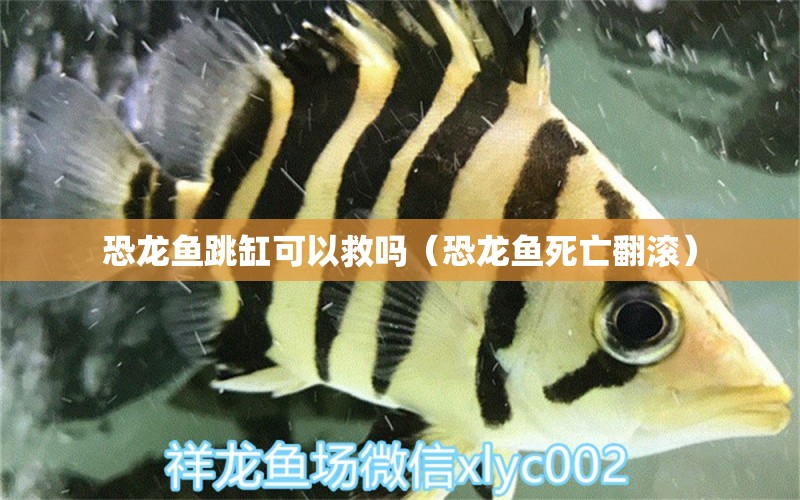 恐龍魚跳缸可以救嗎（恐龍魚死亡翻滾） 觀賞魚批發(fā)