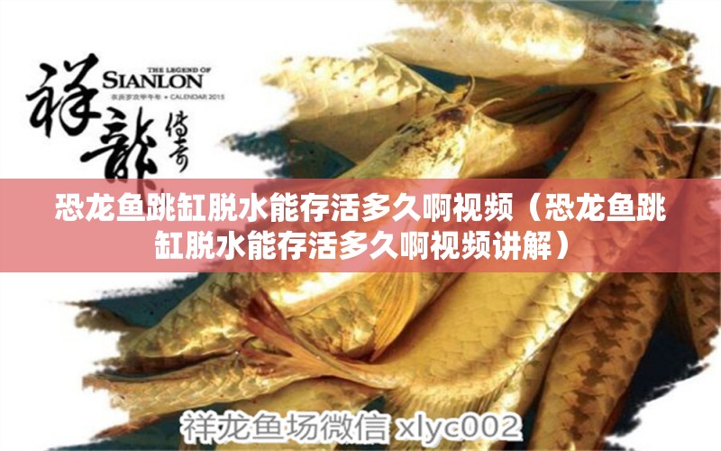 恐龍魚跳缸脫水能存活多久啊視頻（恐龍魚跳缸脫水能存活多久啊視頻講解）