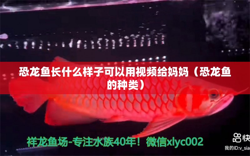 恐龍魚長什么樣子可以用視頻給媽媽（恐龍魚的種類） 黑帝王魟魚