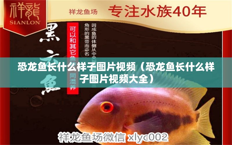 恐龍魚長什么樣子圖片視頻（恐龍魚長什么樣子圖片視頻大全） 觀賞魚市場（混養(yǎng)魚）