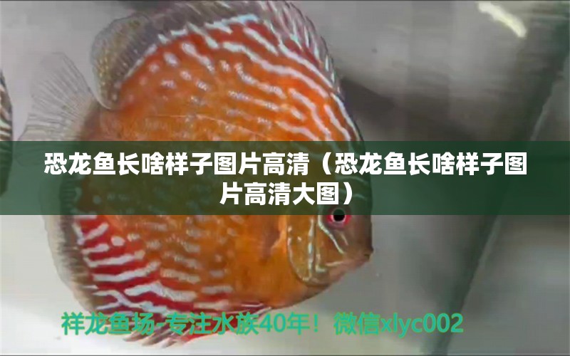 恐龍魚長(zhǎng)啥樣子圖片高清（恐龍魚長(zhǎng)啥樣子圖片高清大圖）