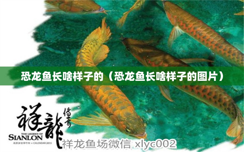 恐龍魚長啥樣子的（恐龍魚長啥樣子的圖片） 祥龍水族醫(yī)院