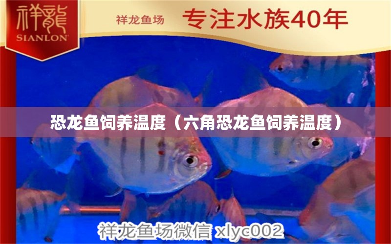 恐龍魚飼養(yǎng)溫度（六角恐龍魚飼養(yǎng)溫度） 量子養(yǎng)魚技術(shù)