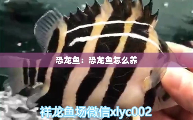 恐龍魚：恐龍魚怎么養(yǎng) 祥龍龍魚魚糧