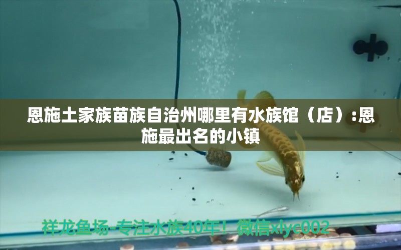 恩施土家族苗族自治州哪里有水族館（店）:恩施最出名的小鎮(zhèn) 觀賞魚水族批發(fā)市場