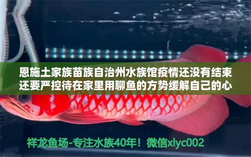 恩施土家族苗族自治州水族館疫情還沒有結束還要嚴控待在家里用聊魚的方勢緩解自己的心情