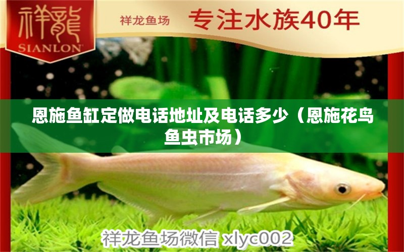 恩施魚(yú)缸定做電話地址及電話多少（恩施花鳥(niǎo)魚(yú)蟲(chóng)市場(chǎng)）