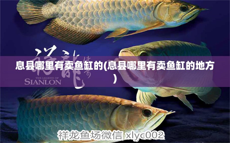 息縣哪里有賣魚缸的(息縣哪里有賣魚缸的地方) 白化巴西龜（白巴）