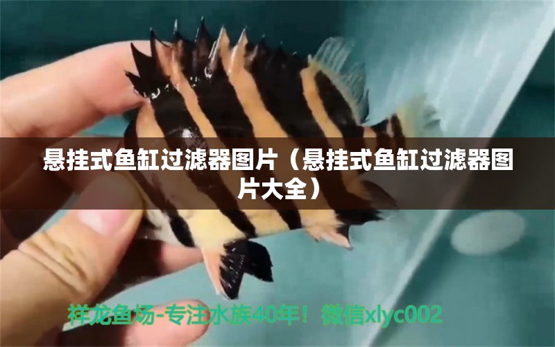 懸掛式魚缸過濾器圖片（懸掛式魚缸過濾器圖片大全）